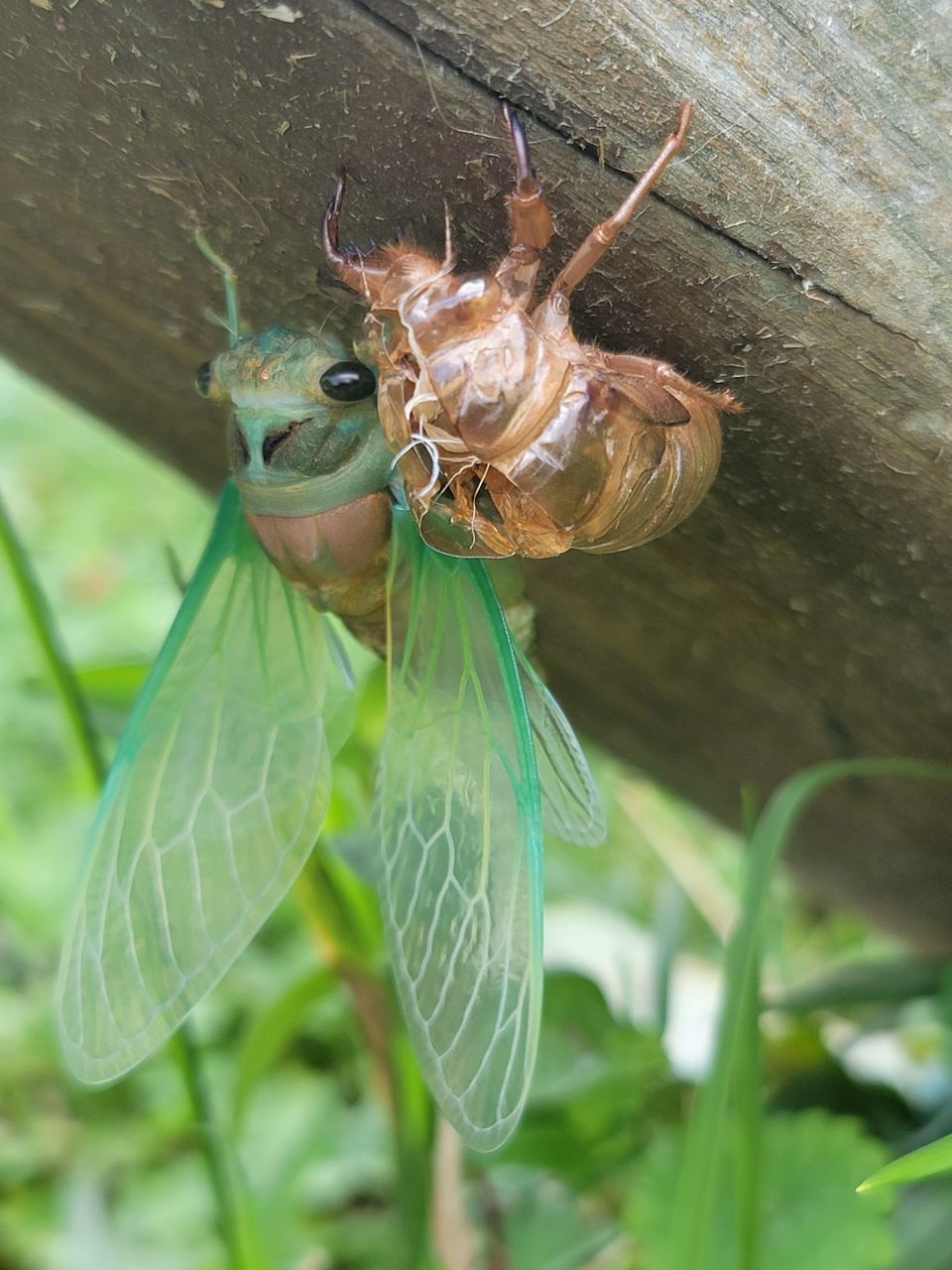 animal themes, animal, animal wildlife, insect, wildlife, one animal, nature, plant part, leaf, close-up, animal wing, plant, macro photography, outdoors, green, no people, tree, animal body part, beauty in nature, day, flower, environment, focus on foreground