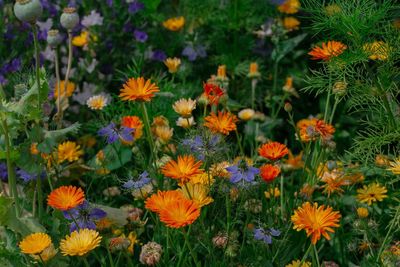 flowering plant