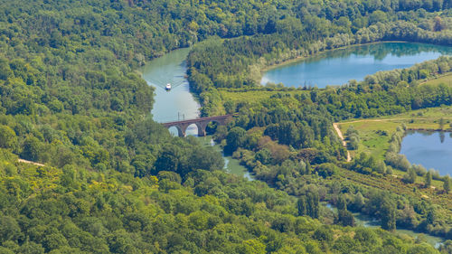 High angle view of trees and plants in forest