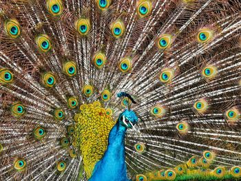 Close-up of peacock