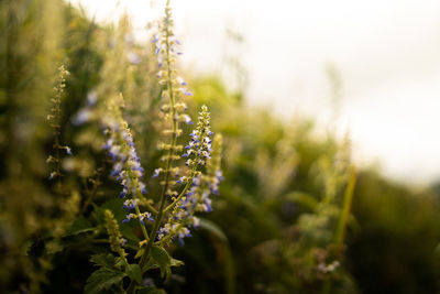 Close-up of purple flowering plants on field