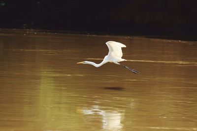 White swan flying over lake