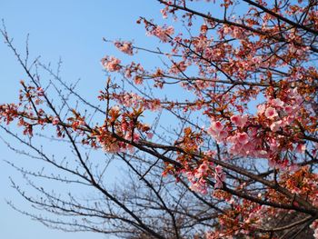 Low angle view of flower tree against sky
