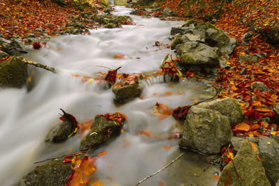 High angle view of koi carps on rock by lake