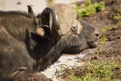Close up head shot of african buffalo relaxing on riverbank showing horns