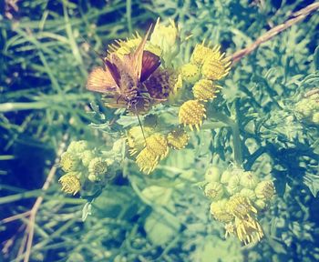 Close-up of yellow flowers