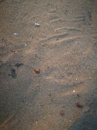 High angle view of crab on beach