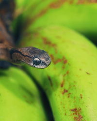 Close-up of lizard on leaf