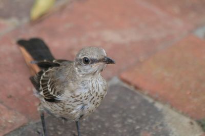 Close-up of bird perching outdoors