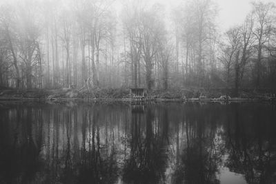 Scenic view of lake in forest