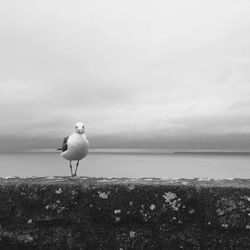 Bird perching on beach against sky