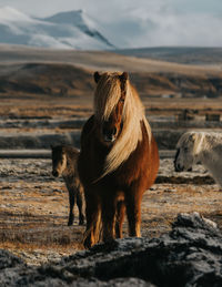 Close-up of camel on beach against sky