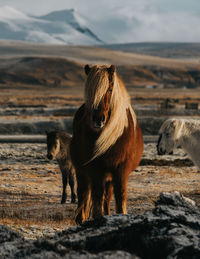 Icelandic horses standing on landscape