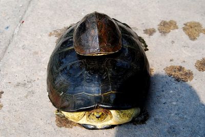 High angle view of turtle in sea