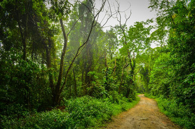 Road amidst trees in forest