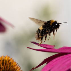 Close-up of bee pollinating on pink flower