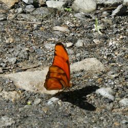 Close-up of butterfly on rock