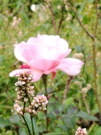 Close-up of pink flowers blooming outdoors