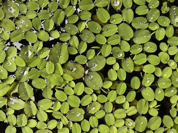 Full frame shot of wet leaves