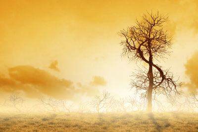 Bare tree on field against sky during sunset