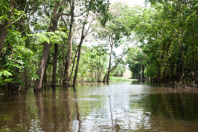 Scenic view of river amidst trees in forest