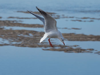 Close-up of seagull flying against sky