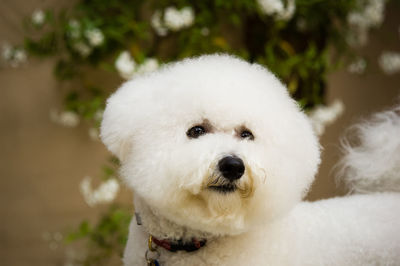 Close-up portrait of white dog sitting outdoors