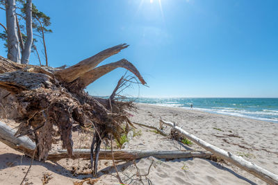 Old tree root is weathered on a sandy beach overlooking the sea