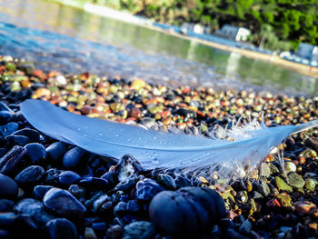 Close-up of pebbles on ground