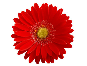 Close-up of red flower