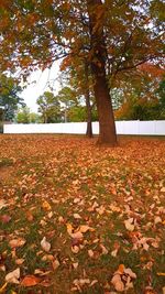 Sunlight falling on autumn leaves on field