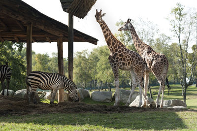 Giraffes and zebras live and eat together