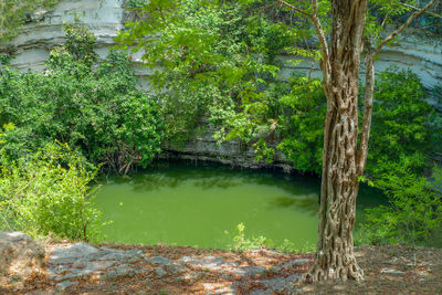 Scenic view of lake in forest