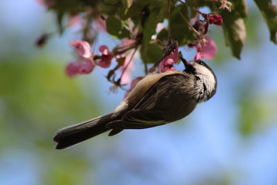 Low angle view of bird perching on branch