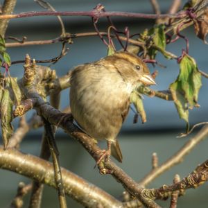 Close-up of bird perching on branch