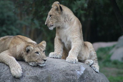 View of cats on rock