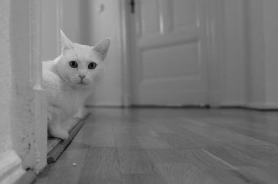 Portrait of cat sitting on floor at home