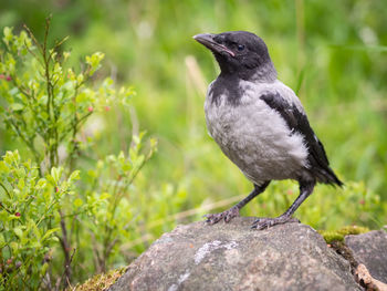 Close-up of bird perching outdoors