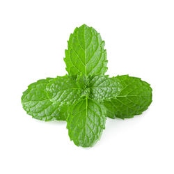 Close-up of fresh green leaves against white background