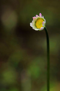 Close-up of yellow flowering plant