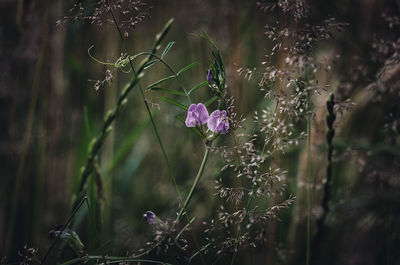 Close-up of purple flowering plant