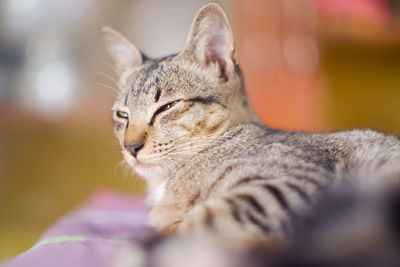 Close-up of a cat looking away