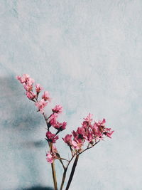 Pink flowers against wall