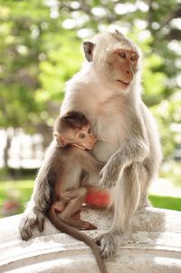 Monkey with infant against tree