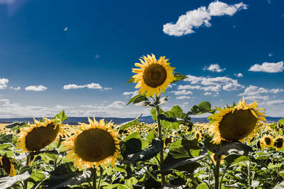 Close-up of yellow sunflower against sky