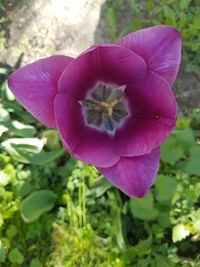 Close-up of purple flower