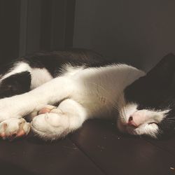 Cat sleeping on the wall