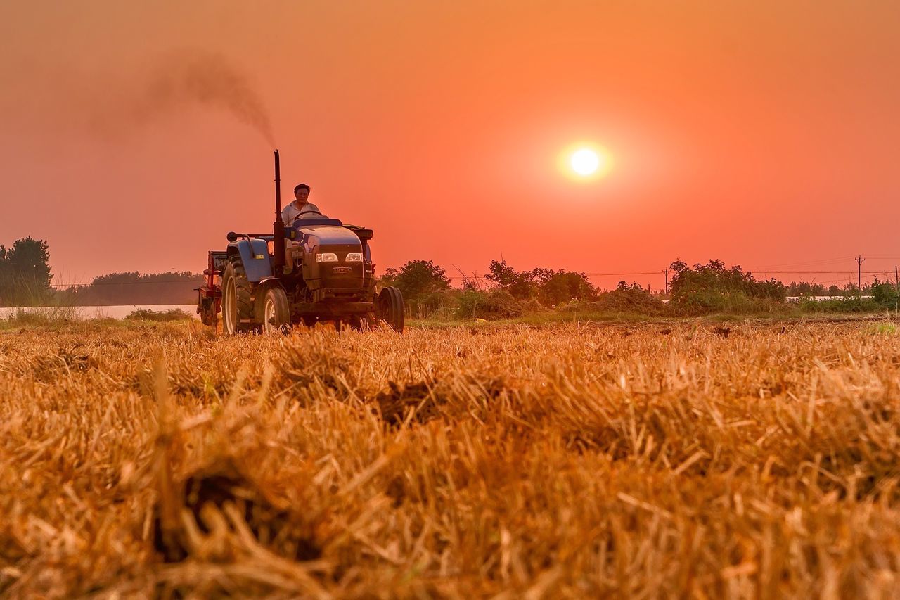 field, agriculture, farm, rural scene, agricultural machinery, crop, cereal plant, combine harvester, growth, harvesting, sunset, nature, sky, landscape, farmer, beauty in nature, outdoors, gold colored, sunlight, wheat, scenics, occupation, day, men, clear sky, working, people