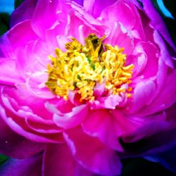 Close-up of pink flowers