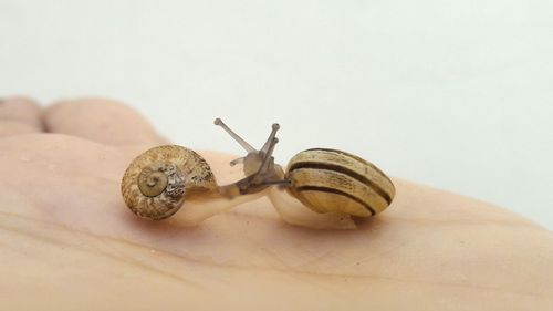 Close-up of snail on table